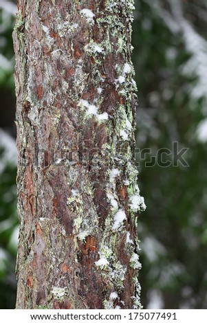 Pine bark with moss and snow, natural forest background during winter, vertical