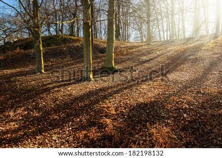 Recreation area with fallen dried leaves in a beautiful forest setting during spring