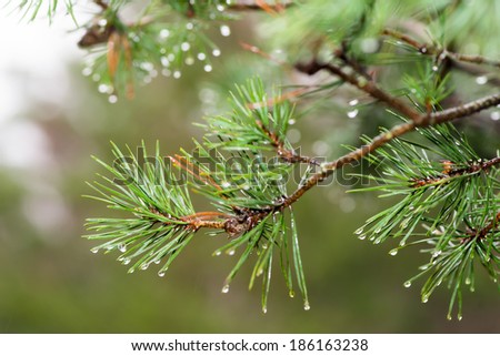 Pine tree with raindrops on the needles on rainy day
