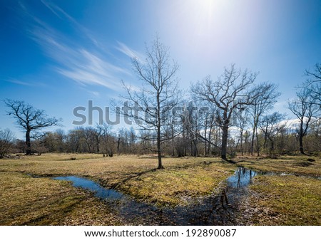 Natural sanctuary in sweden during spring with water ponds, trees and a blue sky during a sunny day