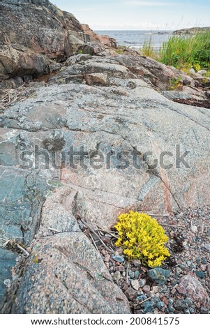 Yellow Stonecrop or Sedum at the rocky coastline of the baltic sea, Sweden