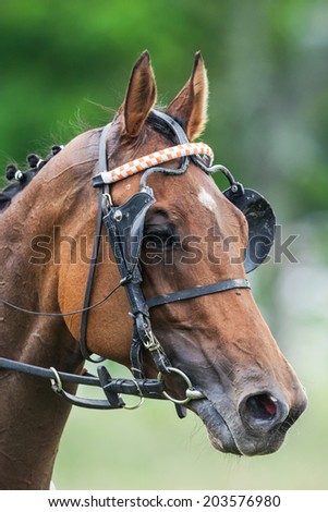 STOCKHOLM - JUNE 6: Racing horse head in closeup at Nationaldags Galoppen in Gardet. June 6, 2014 in Stockholm, Sweden.