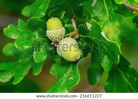 Oak branch with two green acorns, closeup in Sweden