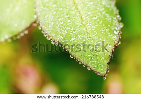 Closeup of water drops on rose leaf during morning hours with short depth of field