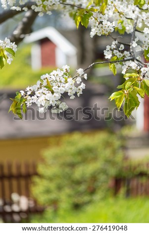 Cherry blossom in garden with red houses in blurry background, Sweden