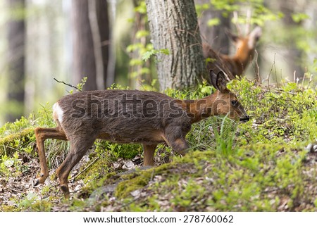 Two roe deer with female passing in foreground in the background the male