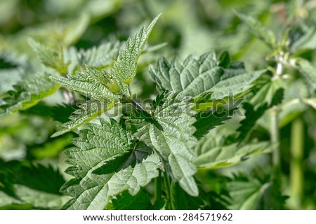 Stinging nettle (Urtica dioica) closeup with shallow depth of field, Sweden