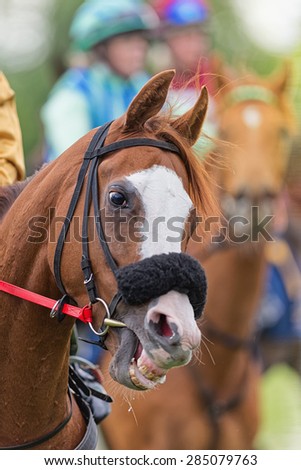 STOCKHOLM - JUNE 6: Closeup of a race horse head and teeth before race at the Nationaldags Galoppen at Gardet. June 6, 2015 in Stockholm, Sweden.