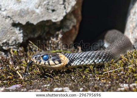 Young grass snake that just have shed skin and thats why the eyes have a blue tint. Sweden