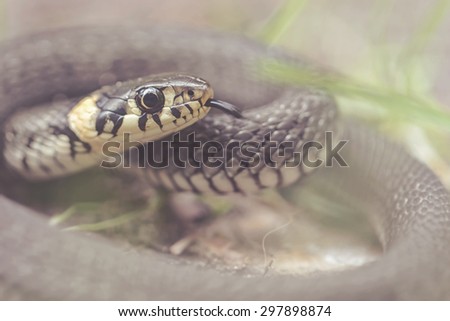 Grass snake or Natrix natrix curled up with tongue out close up. Filters applied