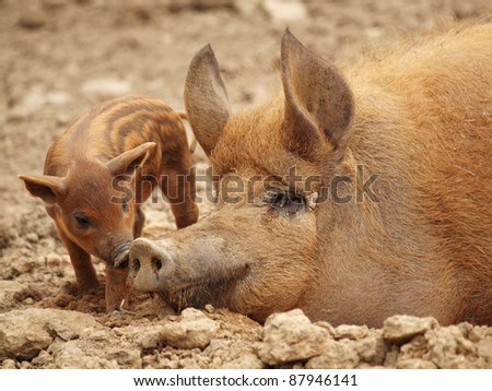 The little pig with mother