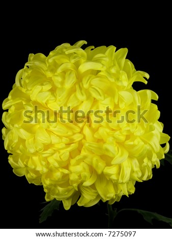 A beautiful yellow chrysanthemum on a black background, isolated. File includes clipping path, close-up