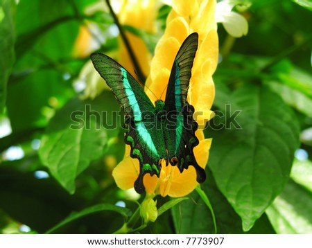 Colorful butterfly on tropical plant, close-up