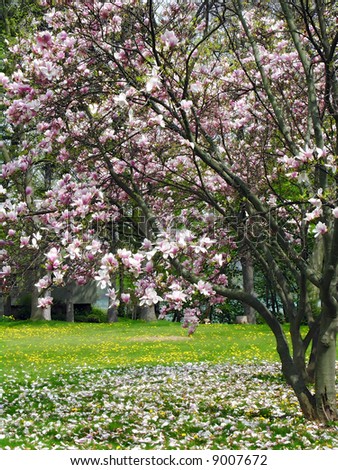 Magnolia Tree Types