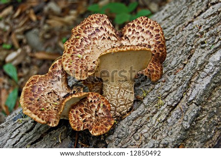 Mushrooms with an interesting pattern growing on a tree trunk in the forest, close-up