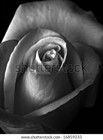 A beautiful white & black rose. Close-up