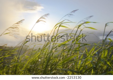 dreamy shot of blades of grass blowing in the wind against a rising sun over mountains