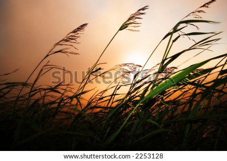 silhouette of grass blowing in the wind against a reddish cloud covered sun