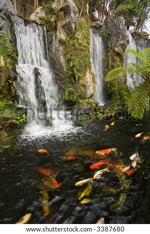 stock photo Koi fish pond