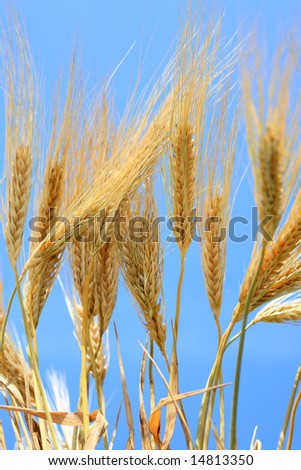 Wheat stems against a blue sky.