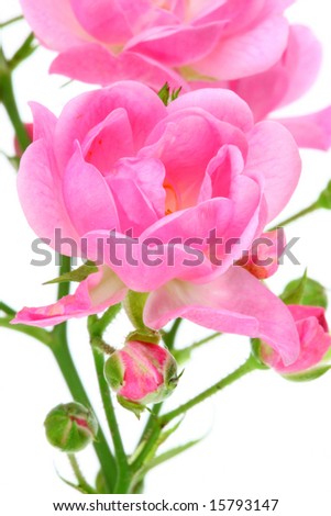 Pink rose with leafs on a white background.