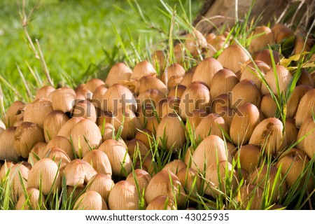 Poison mushrooms- coprinus micaceus in the garden.