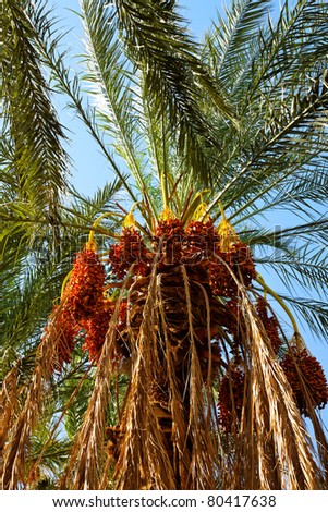 Date palm with sweet fresh dates.