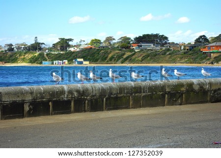 Seagulls standing on sea wall in carpark over looking sea and beach scene