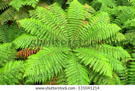 Looking down on a  large tree fern showing details of its fronds