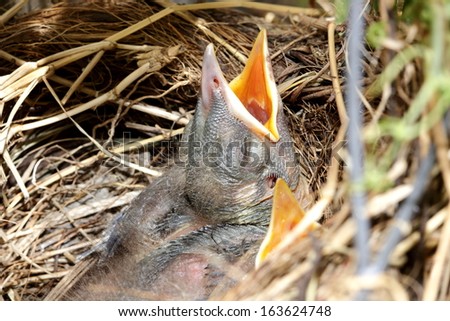 Close up of hungry baby birds in nest