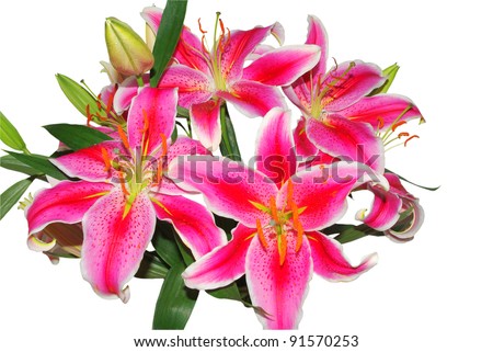 Pink Oriental Lily