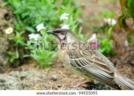 Baby Wattle Bird