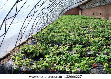 Strawberry in greenhouses