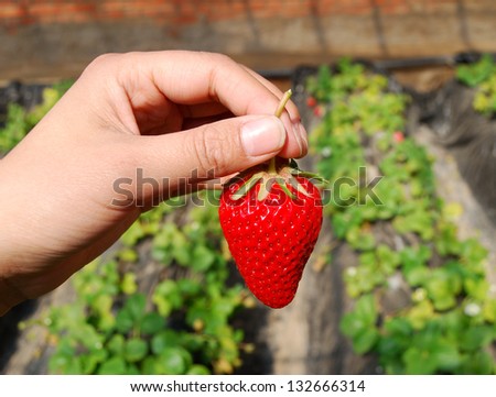 Strawberry in hand