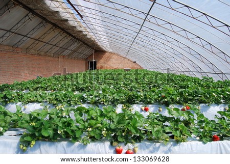 Industrial greenhouse for growing strawberries