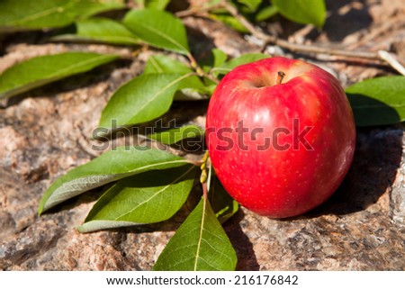 Red apple on old big stone