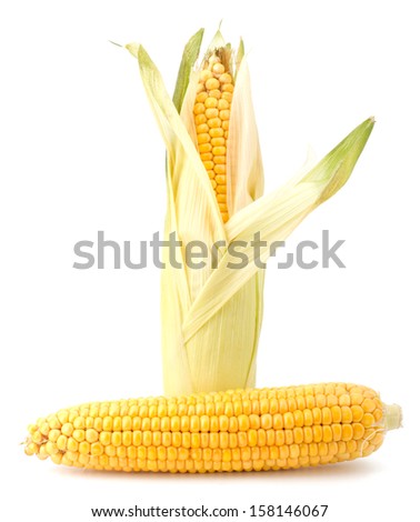 Fresh raw corn cobs isolated on the white background