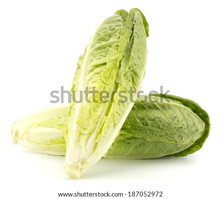 Fresh roman lettuce isolated on white background