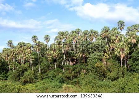 Primeval forest,Ban Dung District, Udon Thani Province  Thailand