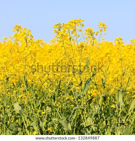 Three beautiful bands of horizontal colour including sky blue, yellow and green in square format. Taken in a field of Rapeseed in flower in the Cotswolds, rural Gloucestershire England.