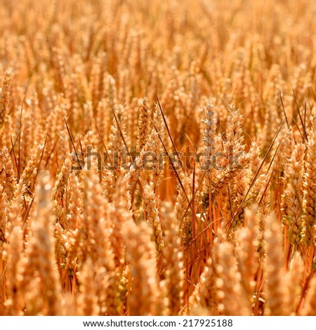 Golden wheat field texture growing in the Summer before harvest in rural England. Square close up of the wheat seeds with glowing warm evening sun