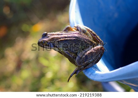 A frog perched on the edge of a blue bucket about jump out back in to the wild