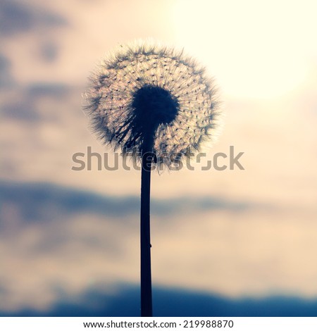 Dramatic Autumn sepia photos of a dandelion blow ball, wild flower displaying full seed head. Close up detail of the delicate, light seeds & stem with evening sunset sky in the background