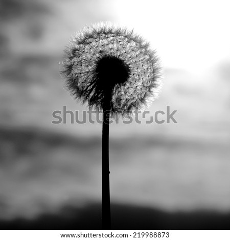 Dramatic black & white Autumn dandelion wild flower after flowering displaying full seed head blow ball. Close up detail of the delicate, light seeds & stem with evening sunset sky in the background