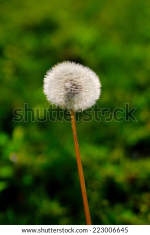 Autumn Dandelion wild flower blow ball. Close up detail of the delicate, light seeds and stem with green foliage in the background