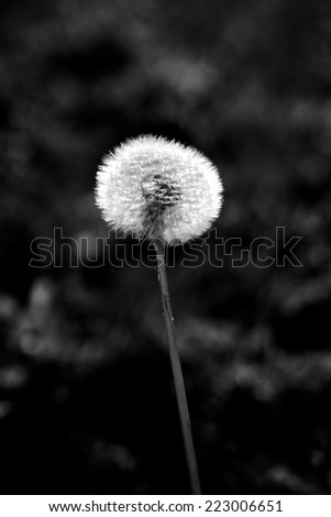 Black and white Dandelion wild flower blow ball. Close up detail of the delicate, light seeds and stem with dark background