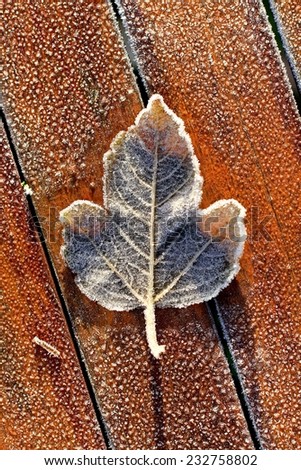 Single frosty leaf on frozen wooden table on cold Winter morning, with wooden panel lines. Leaf structure visible, texture and melting.
