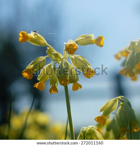 Bright yellow Cowslip flowers growing wild in the Cotswolds, rural English countryside with Spider sewing a web on a pale yellow leaf. Taken in Spring.