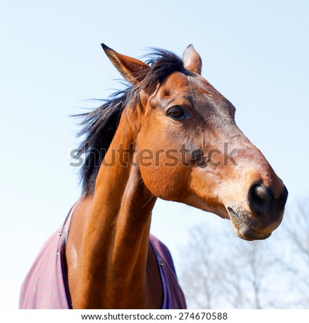 Beautiful elegant chestnut/light bay horse portrait showing head, neck, purple coat & blue sky. The horse is confidently making eye contact with one eye staring and his mane blowing in the wind.