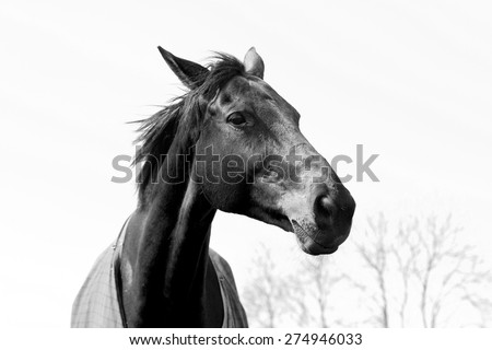 Beautiful black and white chestnut or light bay horse portrait showing head and neck and part of body. Elegant horse confidently making eye contact with one eye and his mane blowing in the wind.